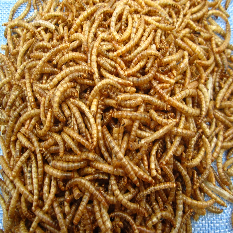 Dried Mealworm as Chicken Small Wholesale Bird Food